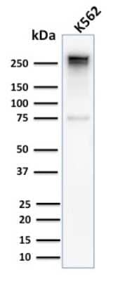 Western Blot: Spectrin alpha 1 Antibody (SPTA1/2939R)Azide and BSA Free [NBP3-08346]