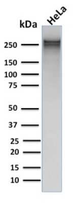 Western Blot: Spectrin alpha 1 Antibody (rSPTA1/1832)Azide and BSA Free [NBP3-08317]