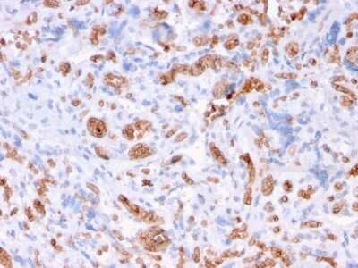 Immunohistochemistry-Paraffin: Spectrin alpha 1 Antibody (rSPTA1/1832) [NBP3-07855]
