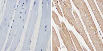 Immunohistochemistry-Paraffin: Spectrin beta 1 Antibody (4C3) [NB300-574]