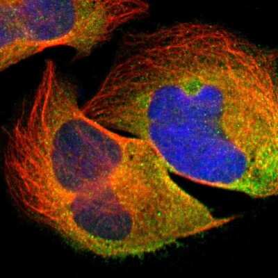 Immunocytochemistry/ Immunofluorescence: Spectrin beta 1 Antibody [NBP1-90350]