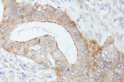 Immunohistochemistry-Paraffin: Spectrin beta 2 Antibody [NB100-40829]