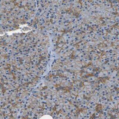 Immunohistochemistry-Paraffin: Spectrin beta 2 Antibody [NBP1-86088]