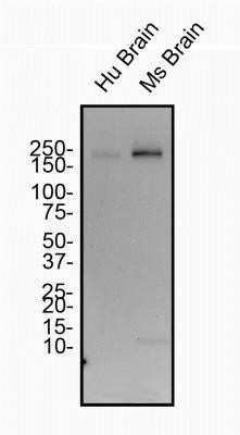 Western Blot: Spectrin beta 3 Antibody (1287A)Azide and BSA Free [NBP2-80958]