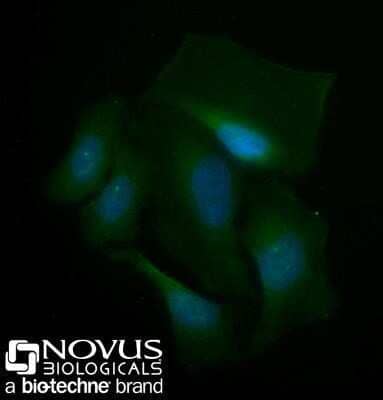 Immunocytochemistry/ Immunofluorescence: Spectrin beta 3 Antibody (3B1NB) - Azide Free [NBP2-44311]