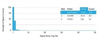 Protein Array: Spectrin beta 3 Antibody (SPTBN2/1583) - Azide and BSA Free [NBP2-54440]