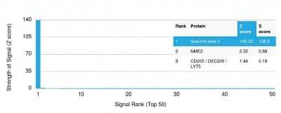 Protein Array: Spectrin beta 3 Antibody (SPTBN2/1584) - Azide and BSA Free [NBP2-54439]