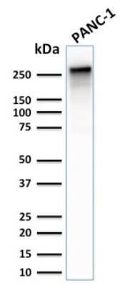 Western Blot: Spectrin beta 3 Antibody (SPTBN2/2887R)Azide and BSA Free [NBP3-08441]