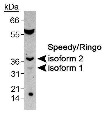 Western Blot: Speedy/Ringo Antibody [NB100-2521]