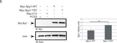 Western Blot: Speedy/Ringo Antibody [NB100-2521]