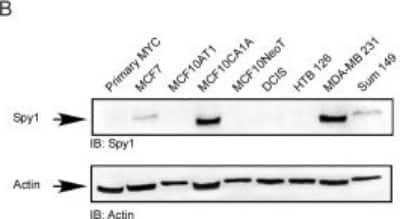 Western Blot: Speedy/Ringo Antibody [NB100-2521]