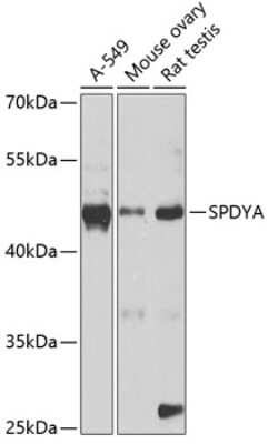 Western Blot: Speedy/Ringo AntibodyBSA Free [NBP2-93759]