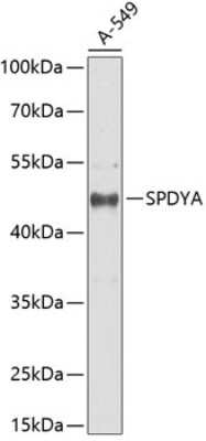 Western Blot: Speedy/Ringo AntibodyBSA Free [NBP2-94565]