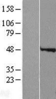 Western Blot: Speedy/Ringo Overexpression Lysate [NBP2-04810]