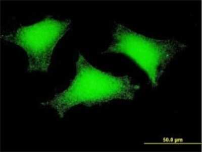 Immunocytochemistry/ Immunofluorescence: Sperm Flagellar 2 Antibody (4B10) [H00079925-M01]