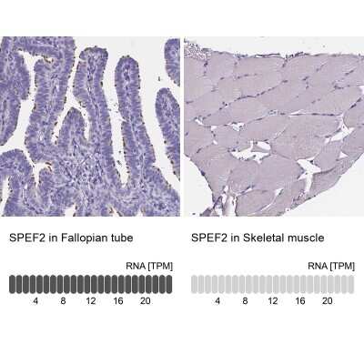 Immunohistochemistry-Paraffin: Sperm Flagellar 2 Antibody [NBP1-84361]
