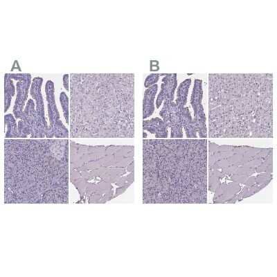 Immunohistochemistry-Paraffin: Sperm Flagellar 2 Antibody [NBP1-84361]
