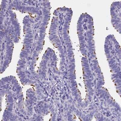 Immunohistochemistry-Paraffin: Sperm Flagellar 2 Antibody [NBP1-84361]