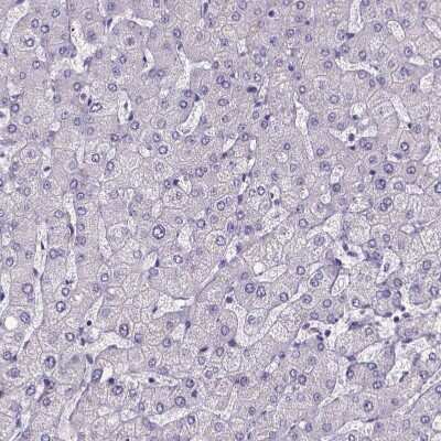 Immunohistochemistry-Paraffin: Sperm Flagellar 2 Antibody [NBP1-84361]