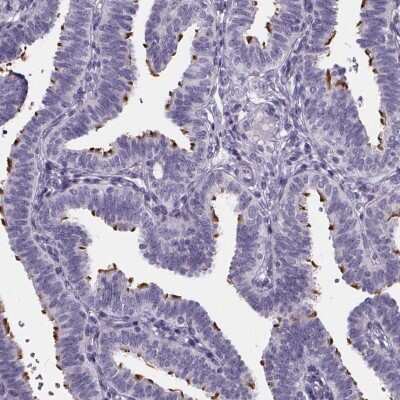 Immunohistochemistry-Paraffin: Sperm Flagellar 2 Antibody [NBP2-38461]
