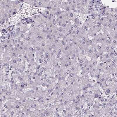 Immunohistochemistry-Paraffin: Sperm Flagellar 2 Antibody [NBP2-38461]