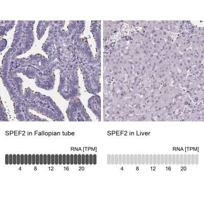 Immunohistochemistry-Paraffin: Sperm Flagellar 2 Antibody [NBP2-38461]