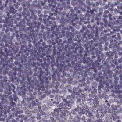 Immunohistochemistry-Paraffin: Sperm Flagellar 2 Antibody [NBP2-38461]