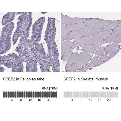 Immunohistochemistry-Paraffin: Sperm Flagellar 2 Antibody [NBP2-38461]