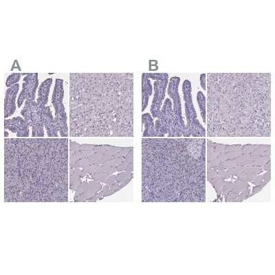 Immunohistochemistry-Paraffin: Sperm Flagellar 2 Antibody [NBP2-38461]