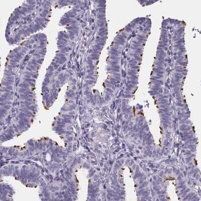 Immunohistochemistry-Paraffin: Sperm Flagellar 2 Antibody [NBP2-38461]
