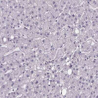 Immunohistochemistry-Paraffin: Sperm Flagellar 2 Antibody [NBP2-38461]