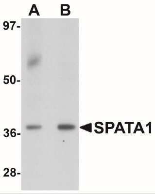 Western Blot: Spermatogensis associated protein 1 AntibodyBSA Free [NBP2-41142]