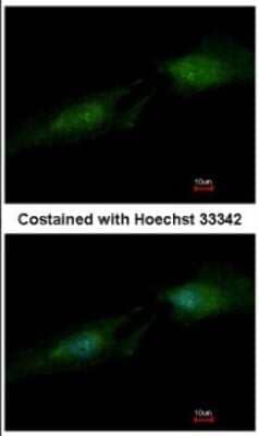 Immunocytochemistry/ Immunofluorescence: Spermine synthase Antibody [NBP2-20470]