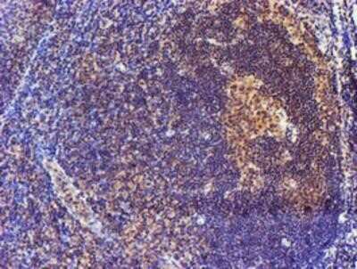 Immunohistochemistry: Spermine synthase Antibody (OTI3C9) - Azide and BSA Free [NBP2-74318]