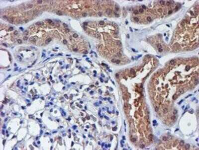 Immunohistochemistry-Paraffin: Spermine synthase Antibody (OTI3C9) [NBP2-00900]