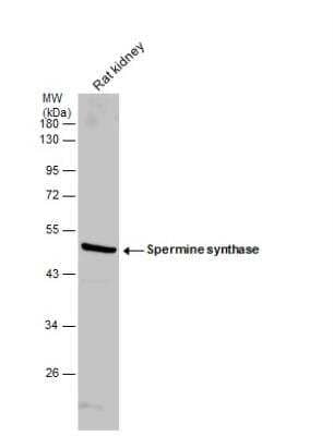 Western Blot: Spermine synthase Antibody [NBP2-20470]