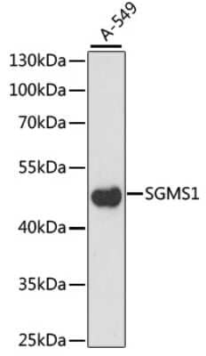 Western Blot: Sphingomyelin synthase 1 AntibodyAzide and BSA Free [NBP2-93903]