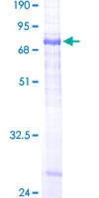 SDS-PAGE: Recombinant Human Sphingomyelin synthase 1 GST (N-Term) Protein [H00259230-P01]