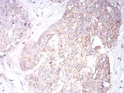 Immunohistochemistry-Paraffin: Sphingosine Kinase 2/SPHK2 Antibody (3C8D3) - BSA Free [NBP2-52566]
