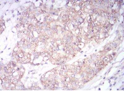 Immunohistochemistry-Paraffin: Sphingosine Kinase 2/SPHK2 Antibody (9C5E1) - BSA Free [NBP2-52567]