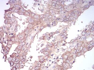 Immunohistochemistry-Paraffin: Sphingosine Kinase 2/SPHK2 Antibody (9C5E1) - BSA Free [NBP2-52567]