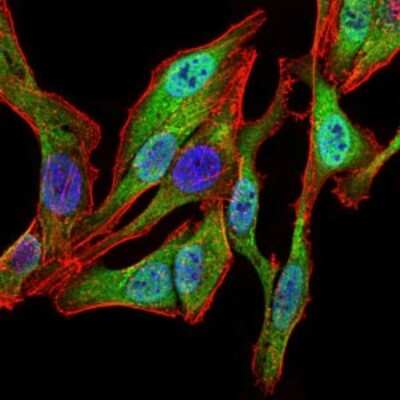 Immunocytochemistry/ Immunofluorescence: Spi-B Antibody (4G5) - BSA Free [NBP2-37458]