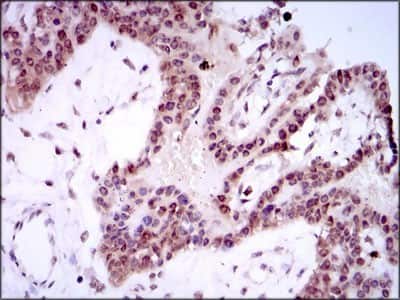 Immunohistochemistry-Paraffin: Spi-B Antibody (4G5) - BSA Free [NBP2-37458]