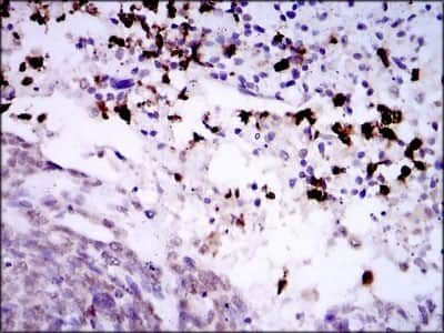 Immunohistochemistry-Paraffin: Spi-B Antibody (4G5) - BSA Free [NBP2-37458]