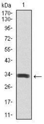 Western Blot: Spi-B Antibody (4G5)BSA Free [NBP2-37458]