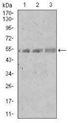 Western Blot: Spi-B Antibody (4G5)BSA Free [NBP2-37458]