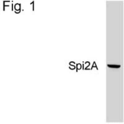 Western Blot: Spi2A Antibody (MoFo 29.2) [NB100-74541]