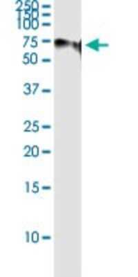 Immunoprecipitation: Splicing Factor 1 Antibody (2E12) [H00007536-M01]