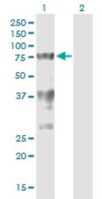 Western Blot: Splicing Factor 1 Antibody (2E12) [H00007536-M01]