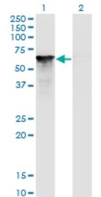Western Blot: Splicing Factor 1 Antibody (2E12) [H00007536-M01]
